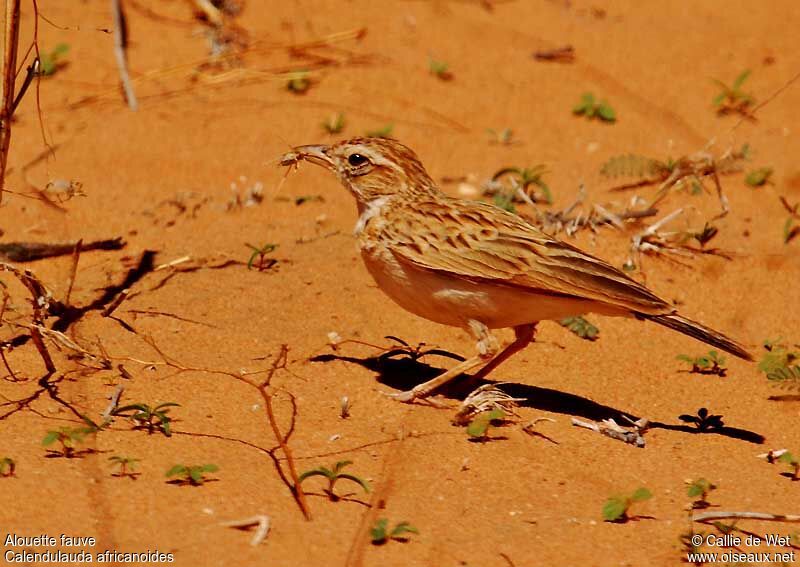 Fawn-colored Larkadult