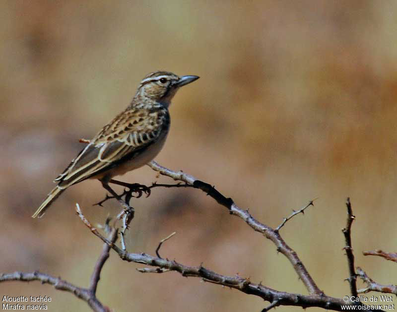 Sabota Lark (naevia)adult