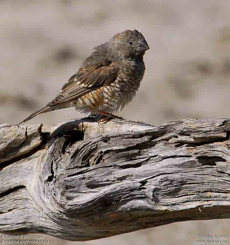 Red-headed Finch female adult