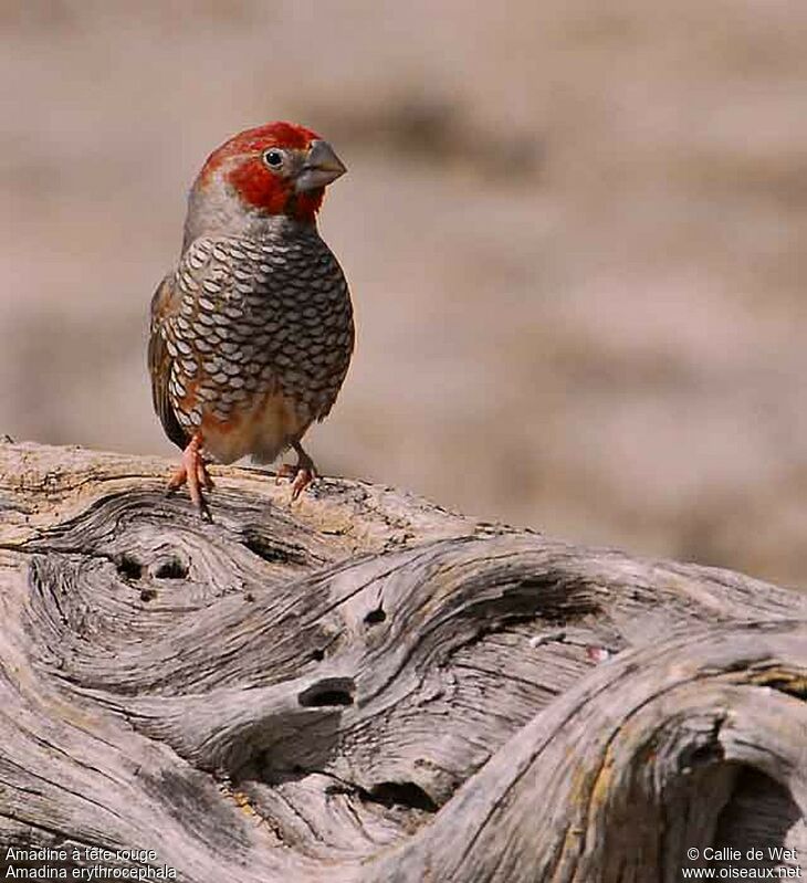 Red-headed Finch male adult