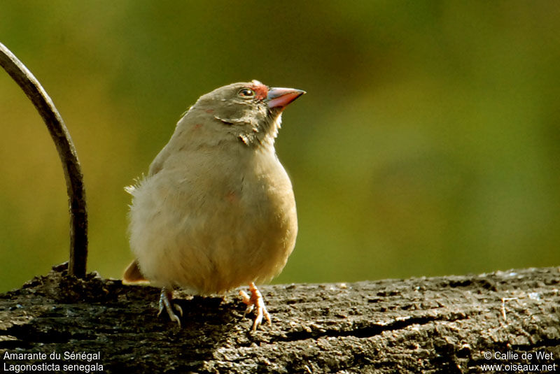 Red-billed Firefinch female