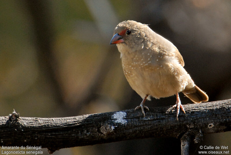 Red-billed Firefinch female