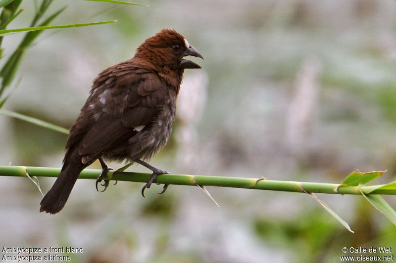 Thick-billed Weaver male adult