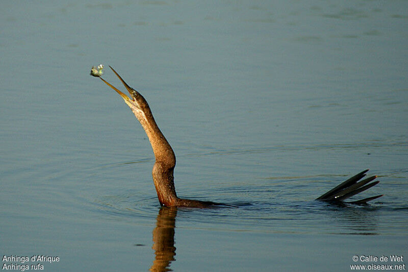 Anhinga d'Afrique