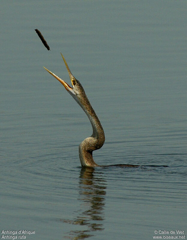 Anhinga d'Afrique