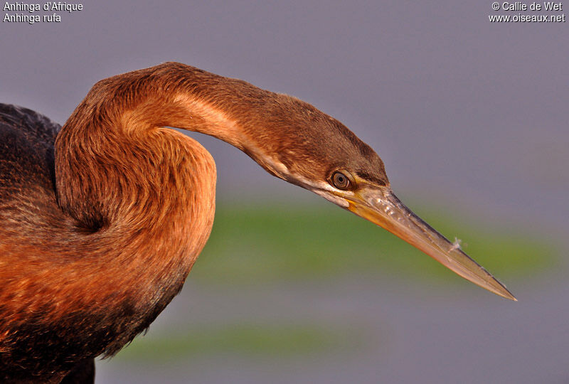 Anhinga d'Afriquejuvénile