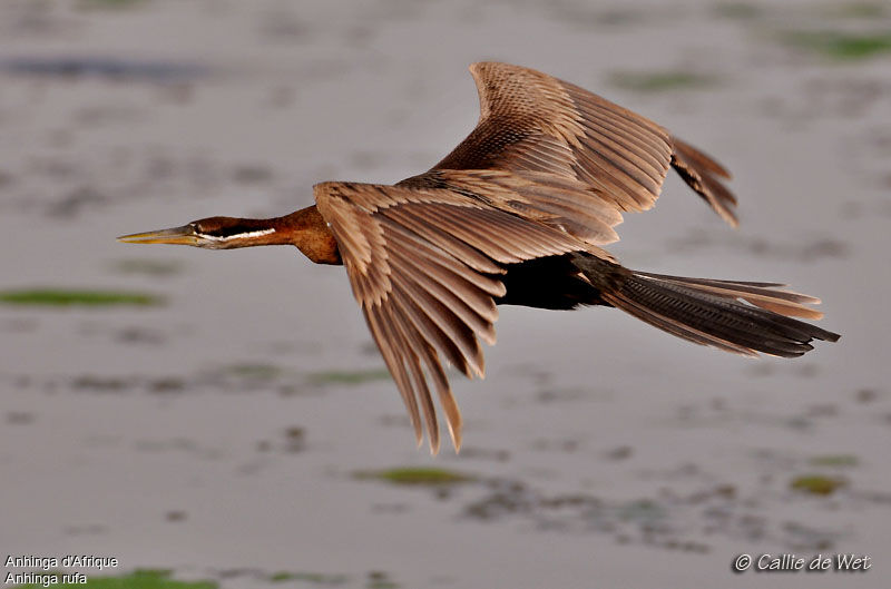 African Darter