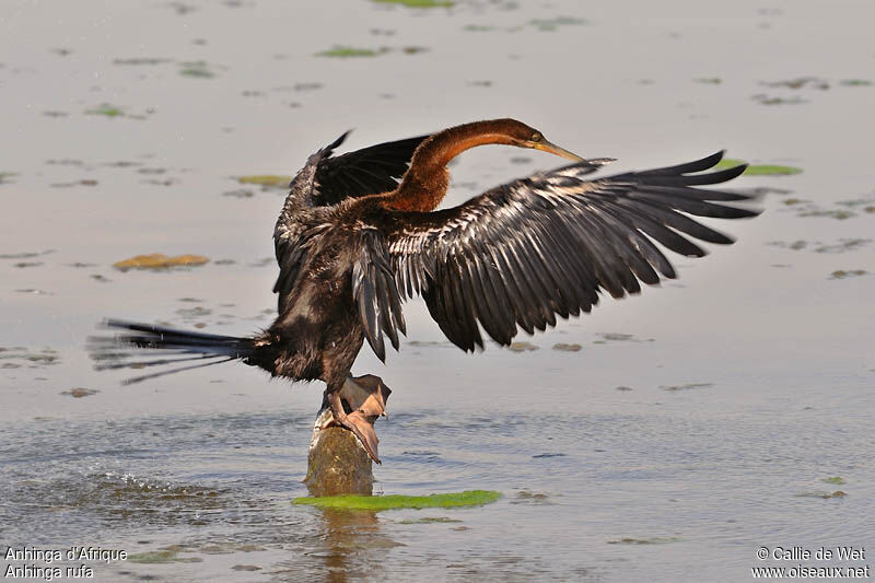 Anhinga d'Afriqueadulte