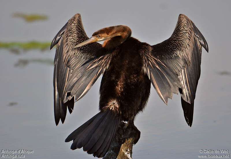 African Darter