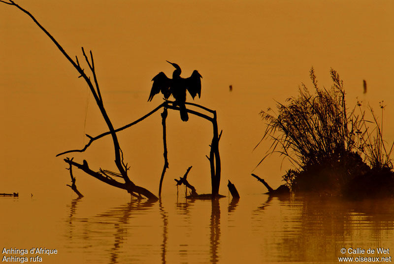 Anhinga d'Afrique