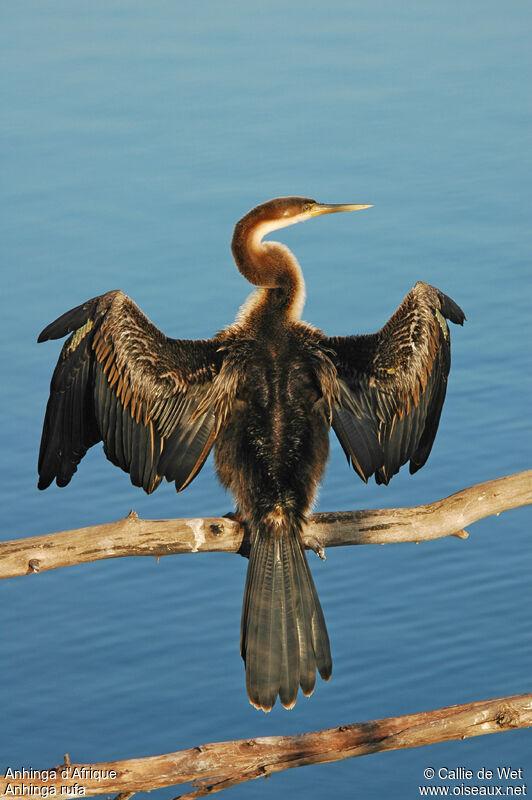 African Darter