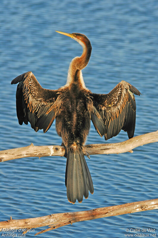 African Darter