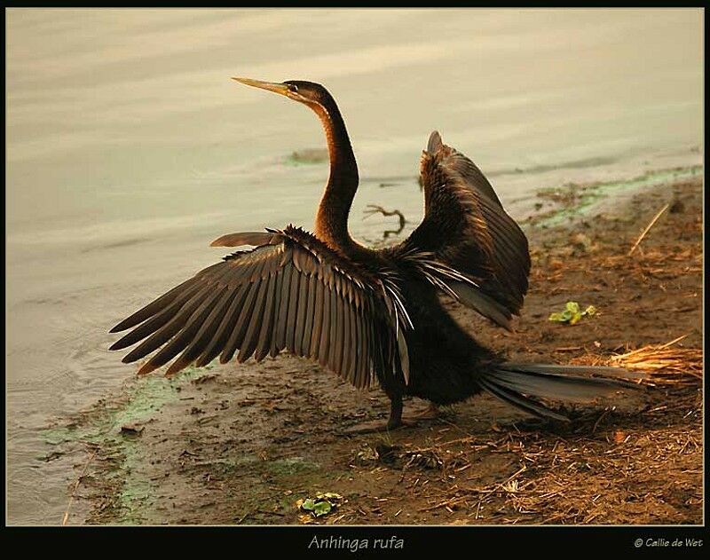 Anhinga d'Afrique