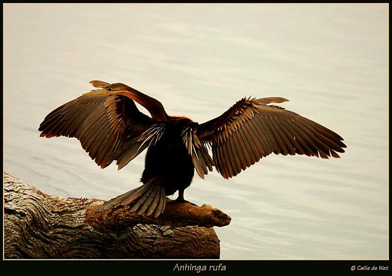 African Darter