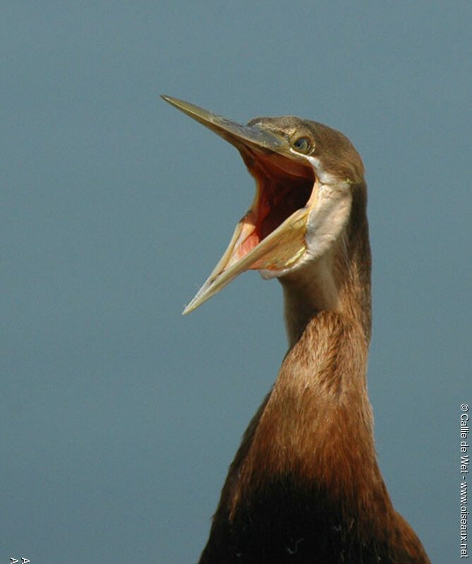 African Darter