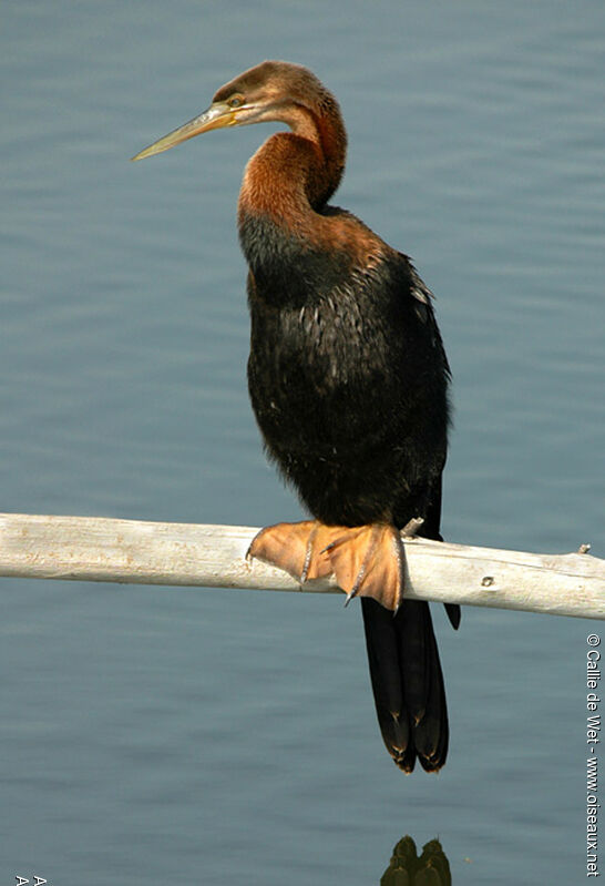 African Darter