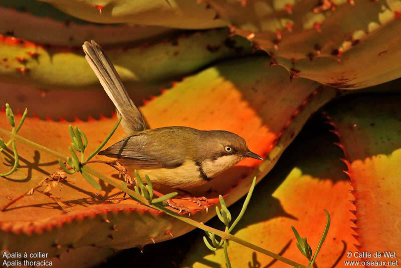 Bar-throated Apalisadult