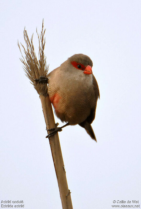 Common Waxbilladult