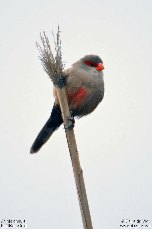 Common Waxbilladult