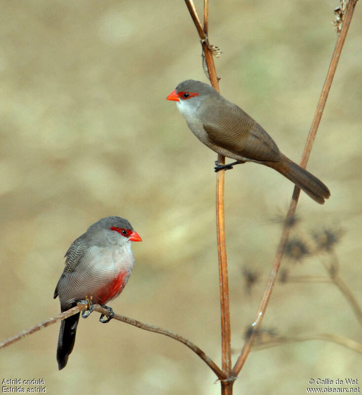 Common Waxbilladult