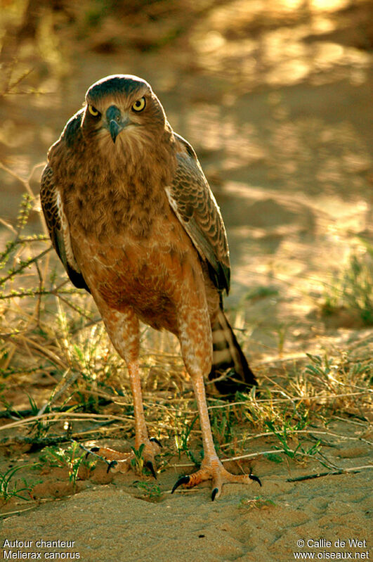 Pale Chanting Goshawkjuvenile