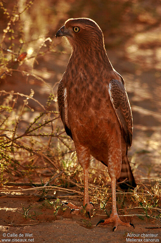 Pale Chanting Goshawkjuvenile