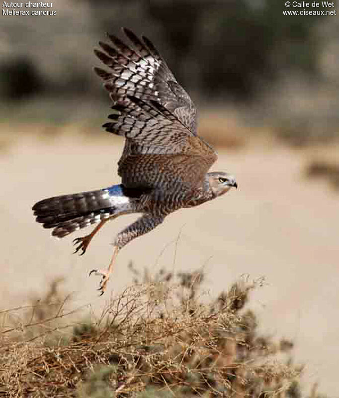 Pale Chanting Goshawkjuvenile