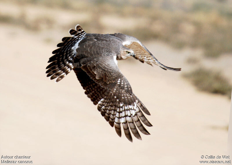 Pale Chanting Goshawkjuvenile