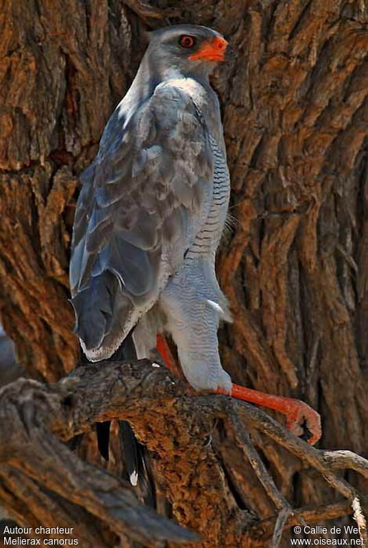 Pale Chanting Goshawkadult