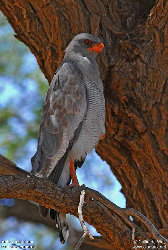 Autour chanteuradulte