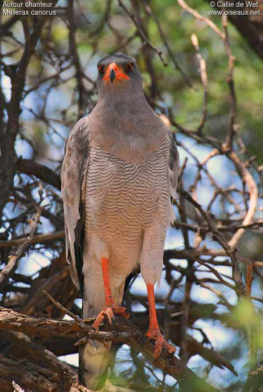 Pale Chanting Goshawkadult