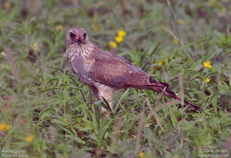 Autour gabarimmature