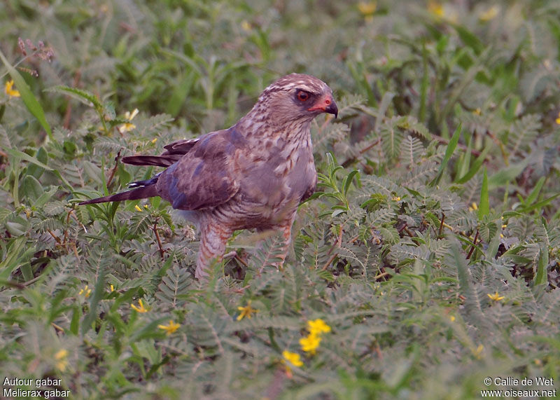 Autour gabarimmature