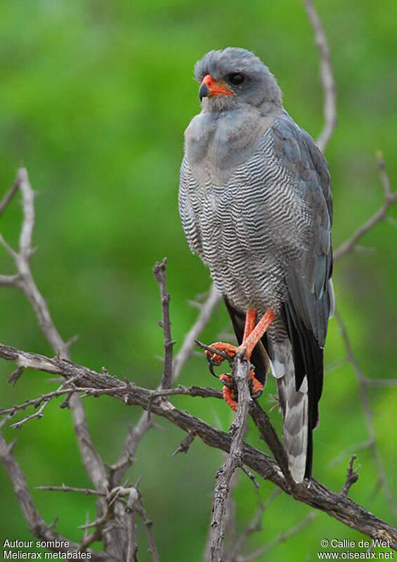 Dark Chanting Goshawkadult