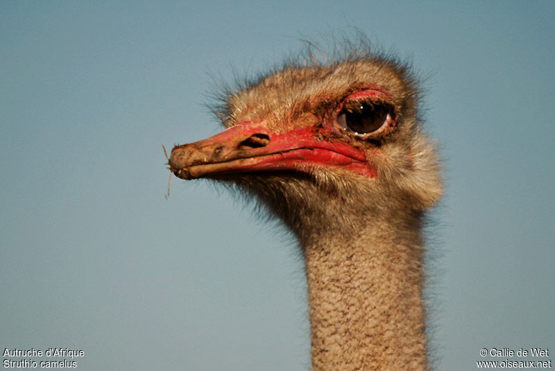 Common Ostrich