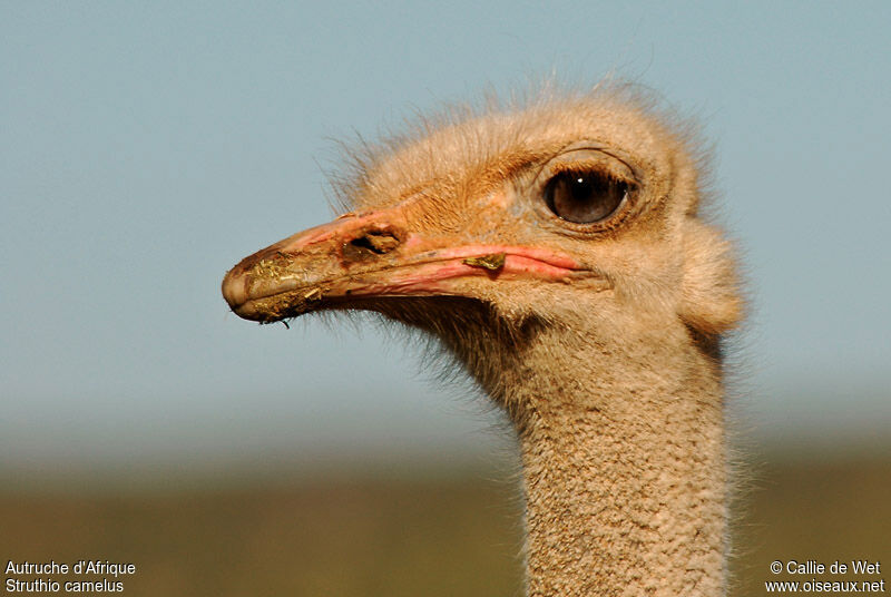 Common Ostrich