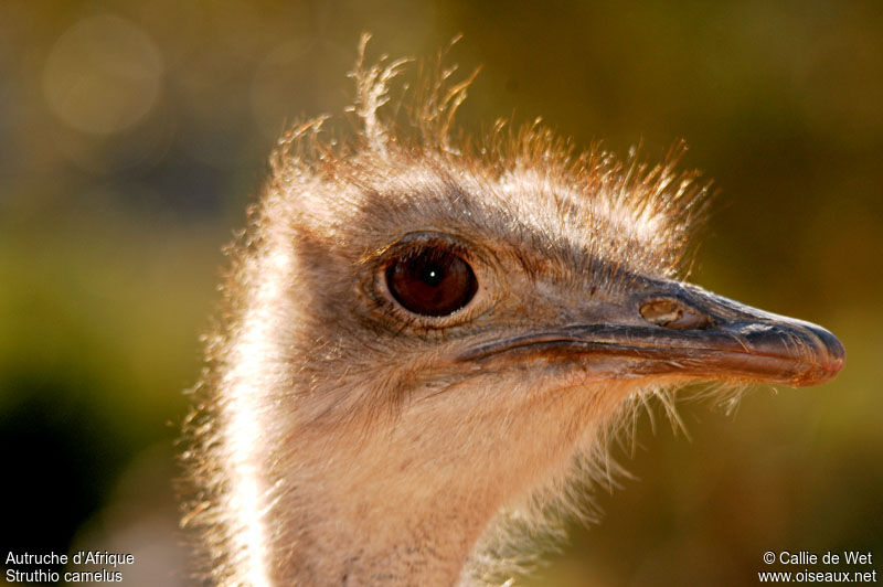 Common Ostrich