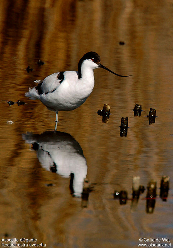 Avocette élégante