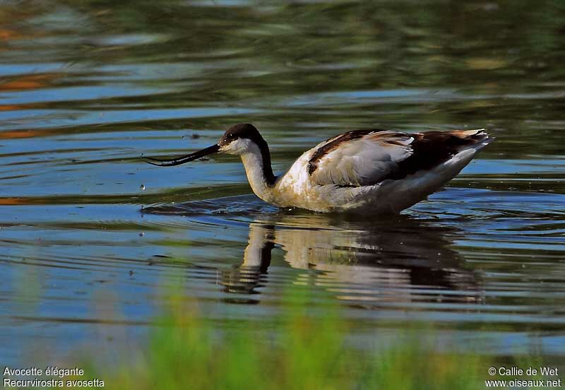 Avocette élégantejuvénile