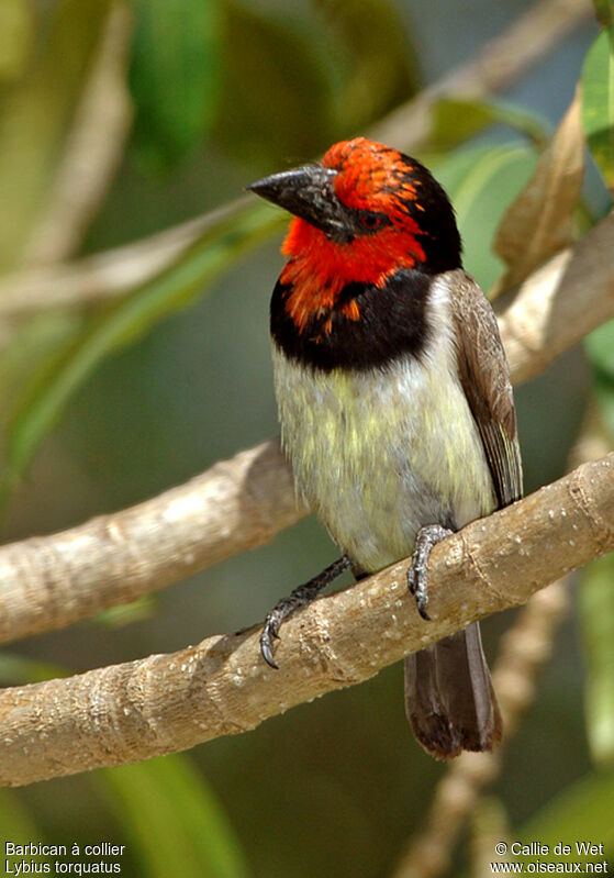 Black-collared Barbet