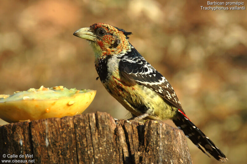 Crested Barbet