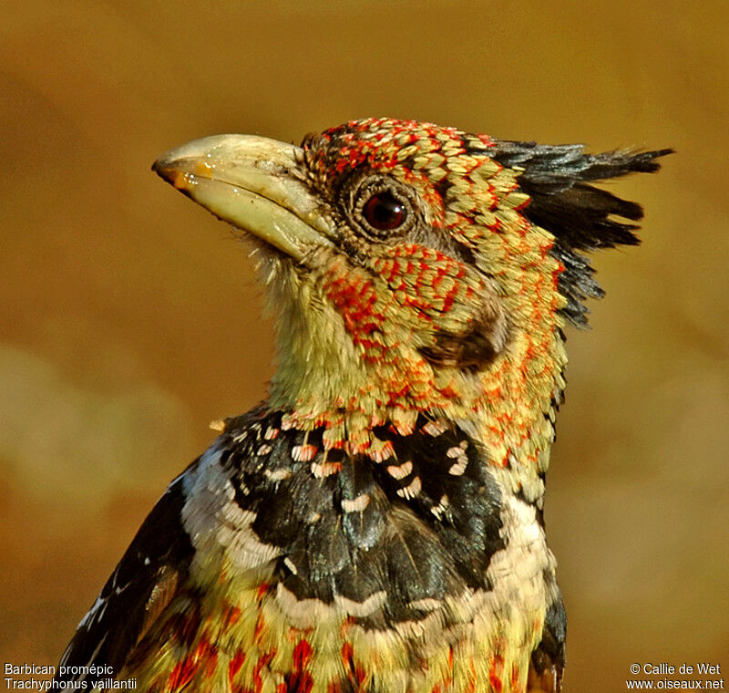 Crested Barbet