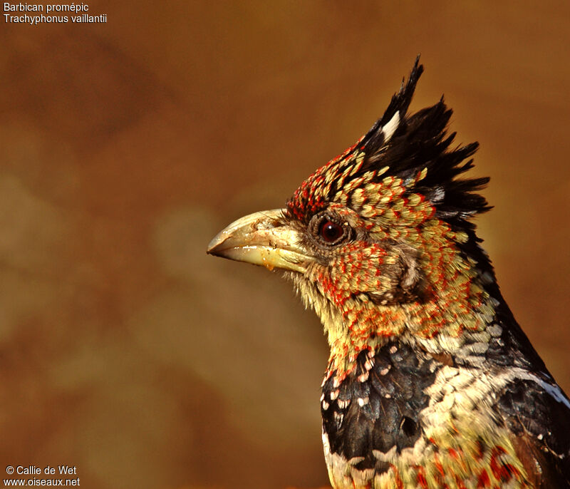 Crested Barbet