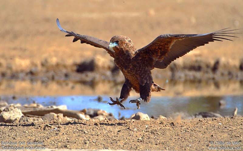 Bateleur des savanesimmature