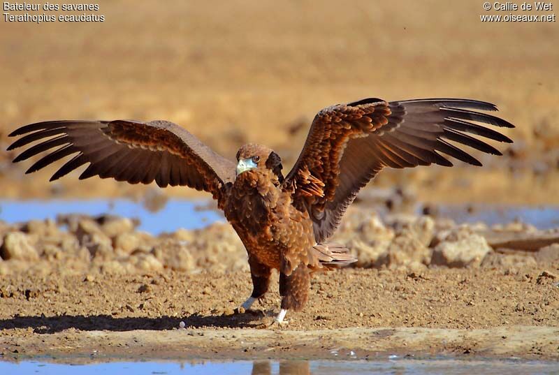 Bateleur des savanesimmature