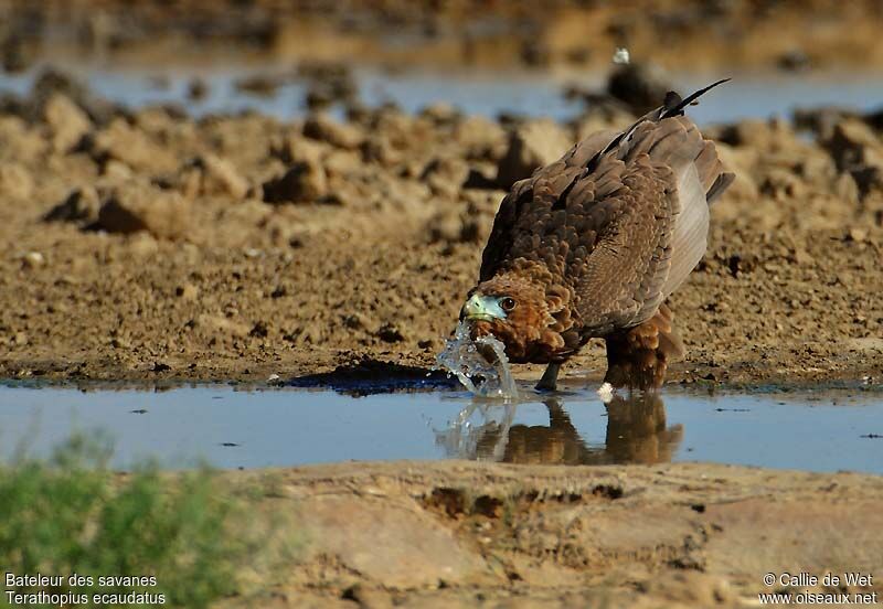 Bateleur des savanesimmature