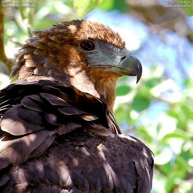 Bateleur des savanesimmature