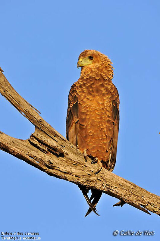 Bateleur des savanesimmature