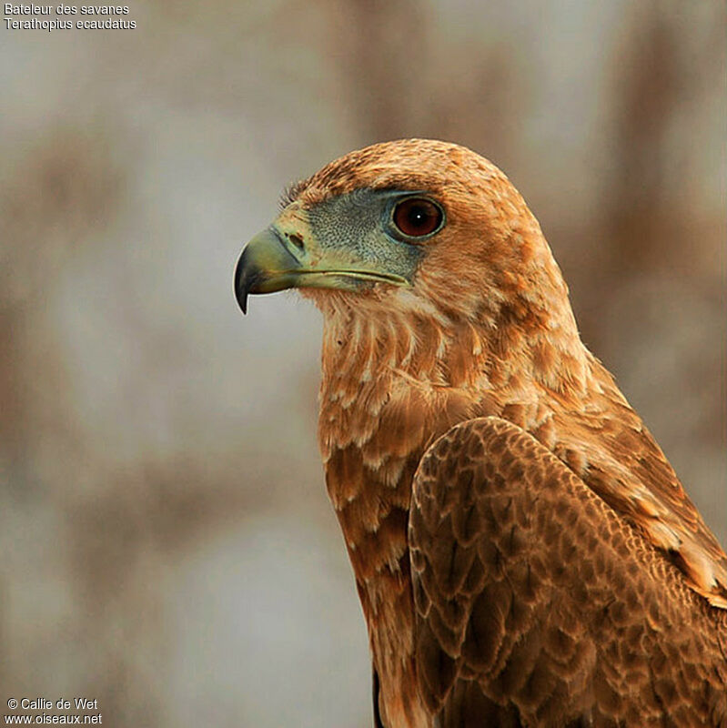 Bateleur des savanesimmature