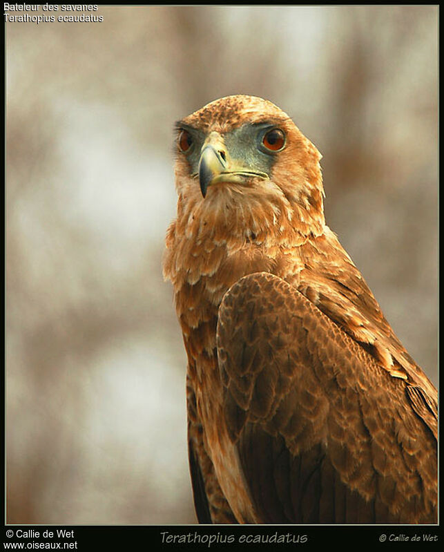 Bateleur des savanesimmature